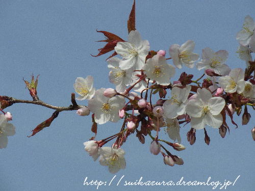 山桜2019-2