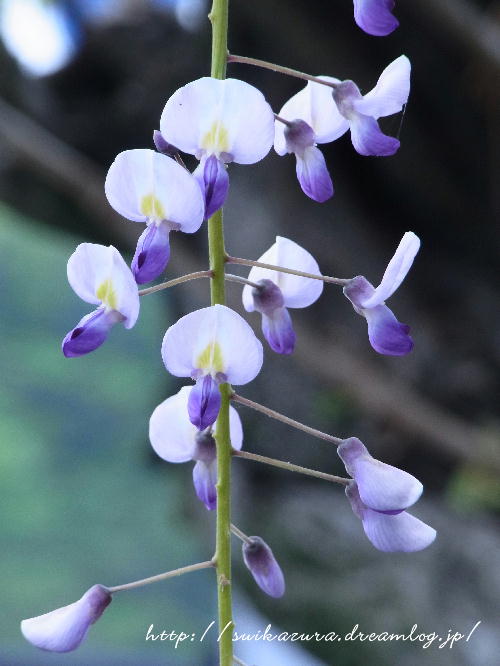 フジ4