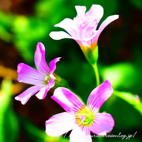 ムラサキカタバミ秋芳2017-3