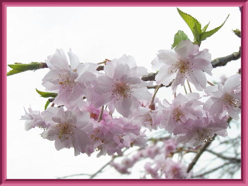 枝垂桜2019-2