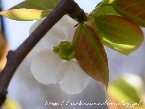 ナシの花4