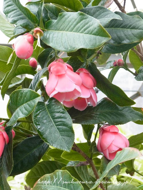 ベトナム椿