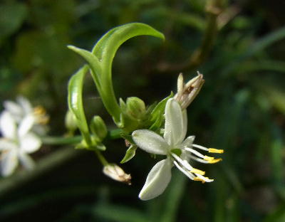 オリヅルラン２