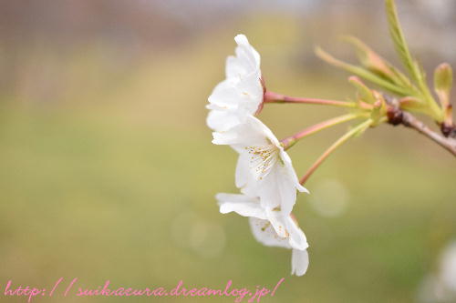 大島桜