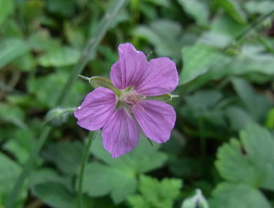 ゲンノショウコ