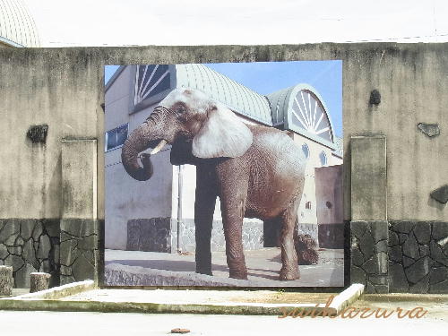 ゾウ 写真