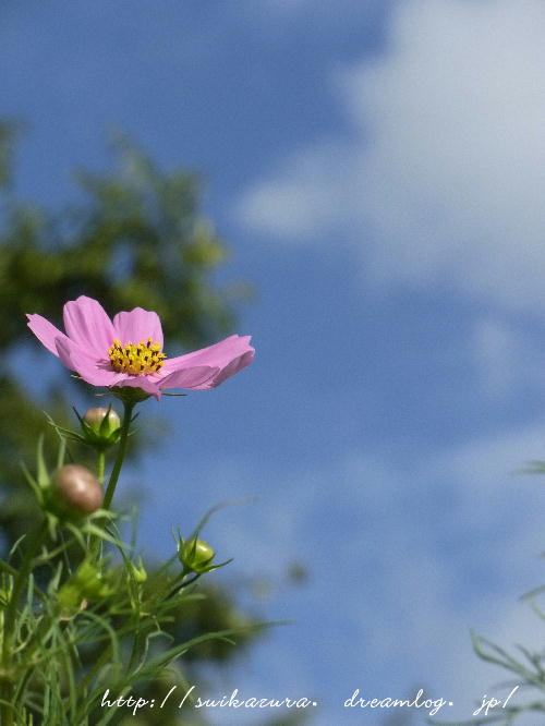 秋桜
