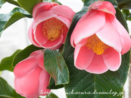 ベトナム椿2