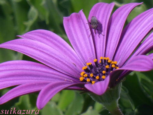 オスペオスペルマム２