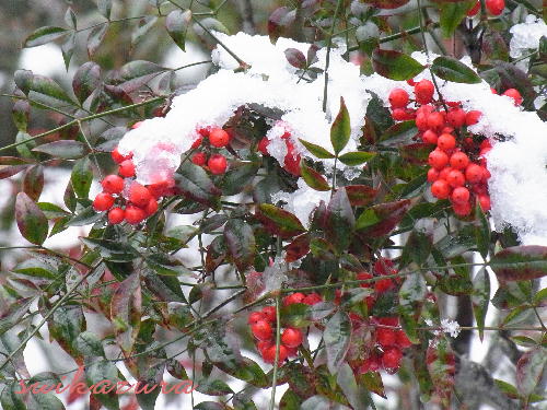 南天雪