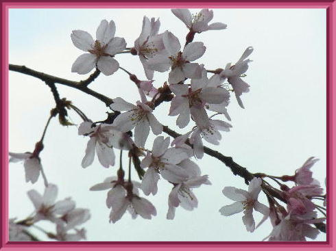 枝垂桜2019-1