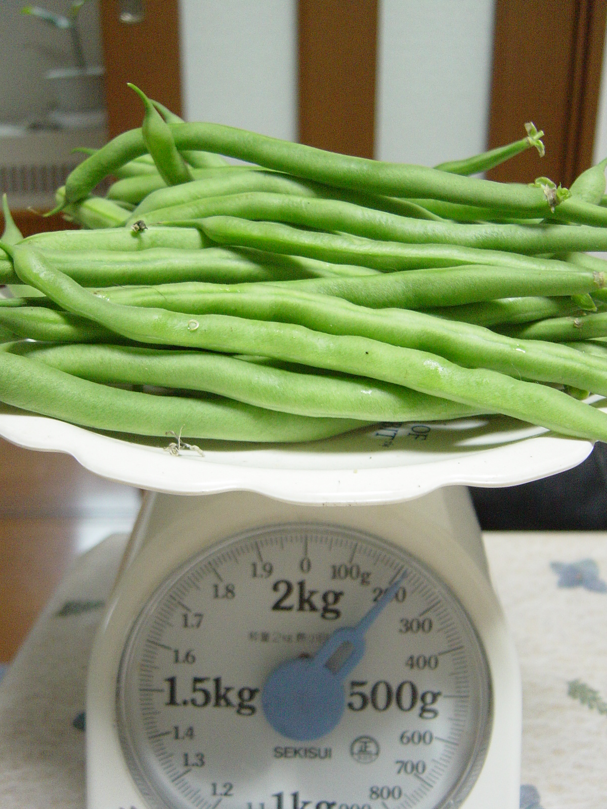 ６月３０日 インゲン豆の収穫記録と料理レシピ ハイポニカ水耕栽培で野菜の自給自足生活を