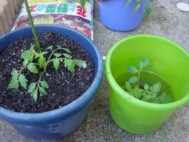 土栽培vs水耕栽培 トマト編 ハイポニカ水耕栽培で野菜の自給自足生活を