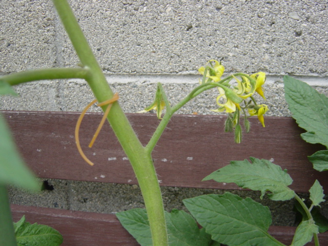 トマトトーン散布は１花房に1回だけ ハイポニカ水耕栽培で野菜の自給自足生活を