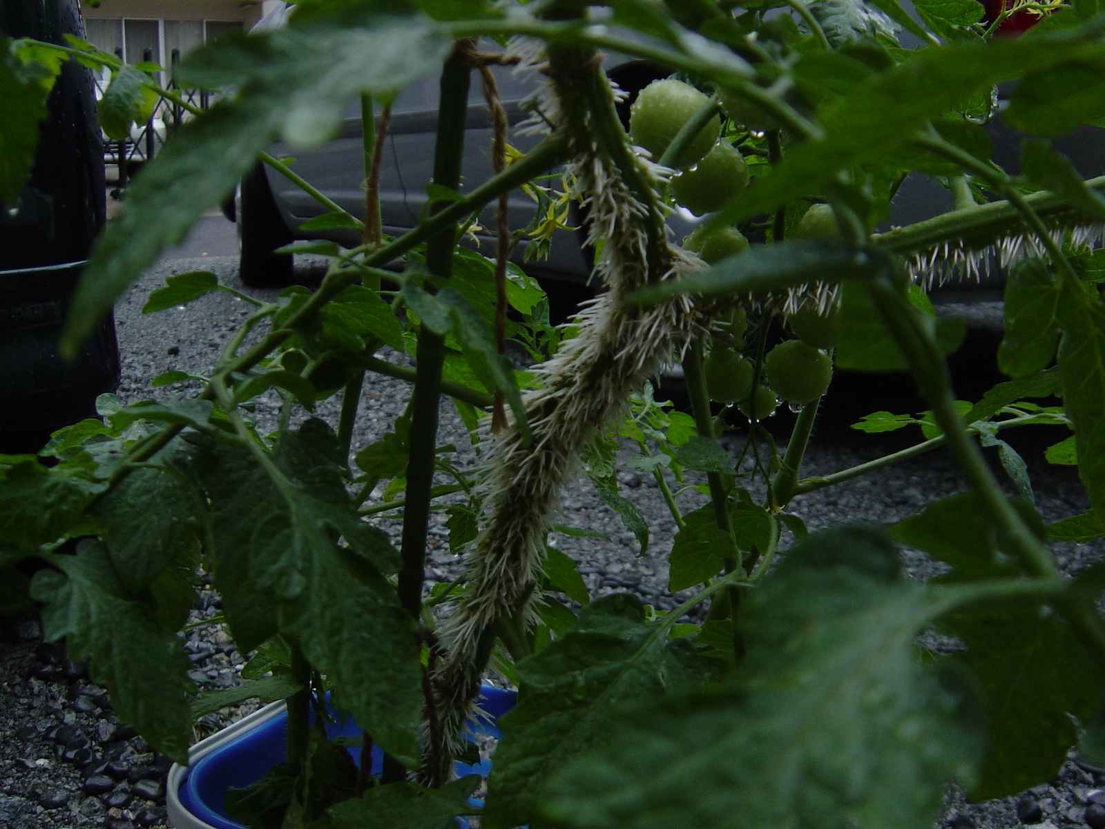 ミニトマトの幹が真っ白に たいへんなことに ハイポニカ水耕栽培で野菜の自給自足生活を