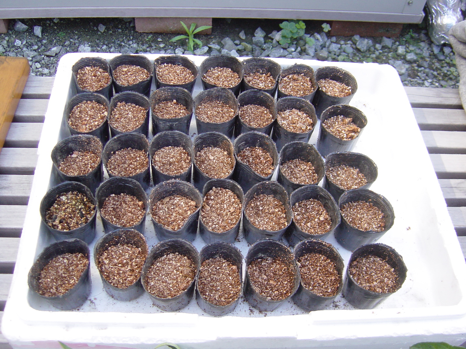 枝豆の水耕栽培の準備 発芽ポット苗の作り方 ハイポニカ水耕栽培で野菜の自給自足生活を