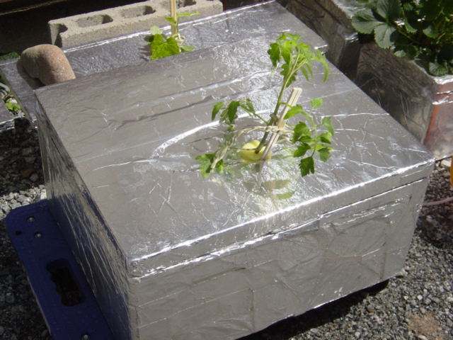 とまと接木苗を水耕栽培容器に定植 ハイポニカ水耕栽培で野菜の自給自足生活を