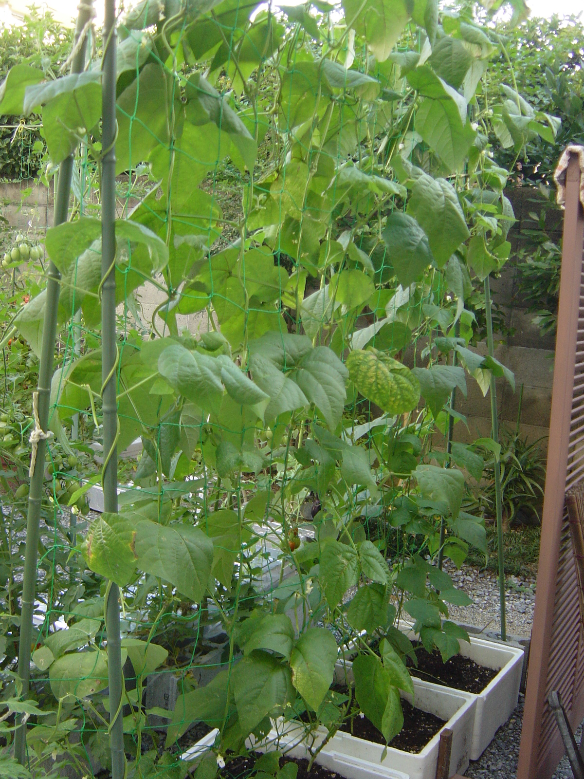 蔓ありインゲン豆 撤収間近 ハイポニカ水耕栽培で野菜の自給自足生活を