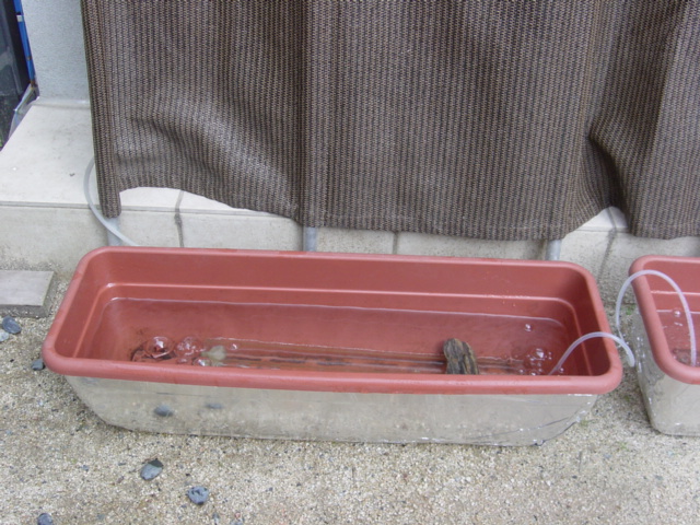 トマトの水耕栽培容器ニューバージョン ハイポニカ水耕栽培で野菜の自給自足生活を トマトの水耕栽培容器ニューバージョン ハイポニカ水耕栽培で野菜の自給自足生活を
