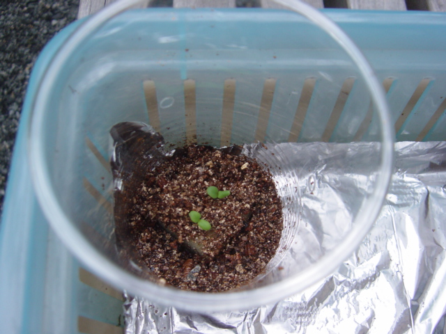 究極 バーミキュライト最小限使用のｹﾁｹﾁレタス水耕栽培方法 ハイポニカ水耕栽培で野菜の自給自足生活を