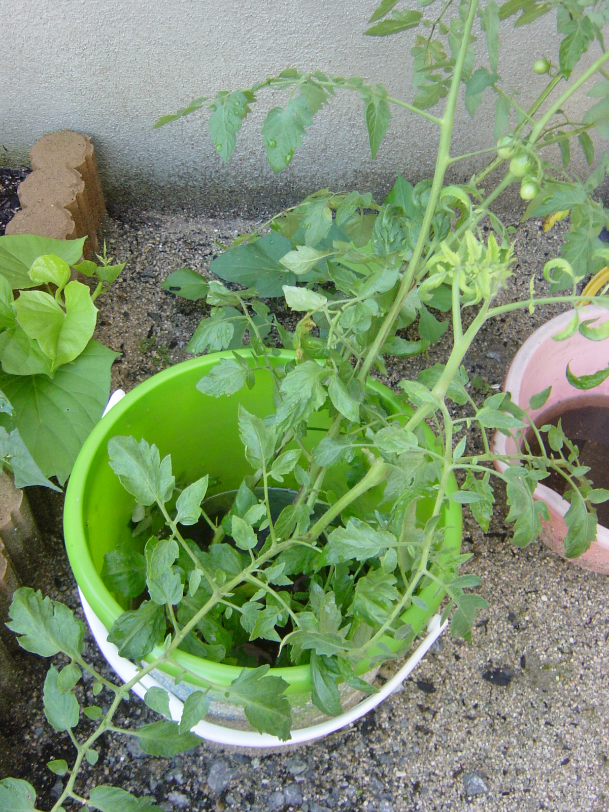 脇 芽 挿し木 トマト