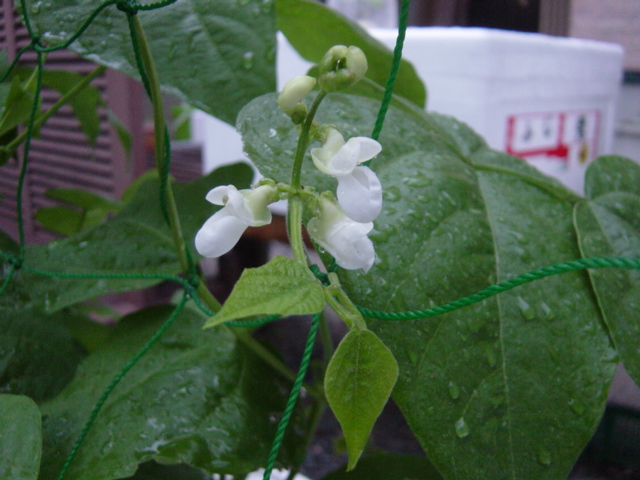 いんげんの白い花が開花 ハイポニカ水耕栽培で野菜の自給自足生活を