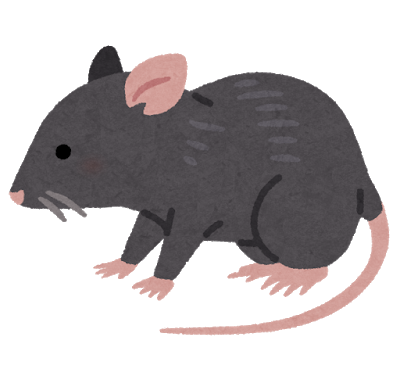 animal_rat_black