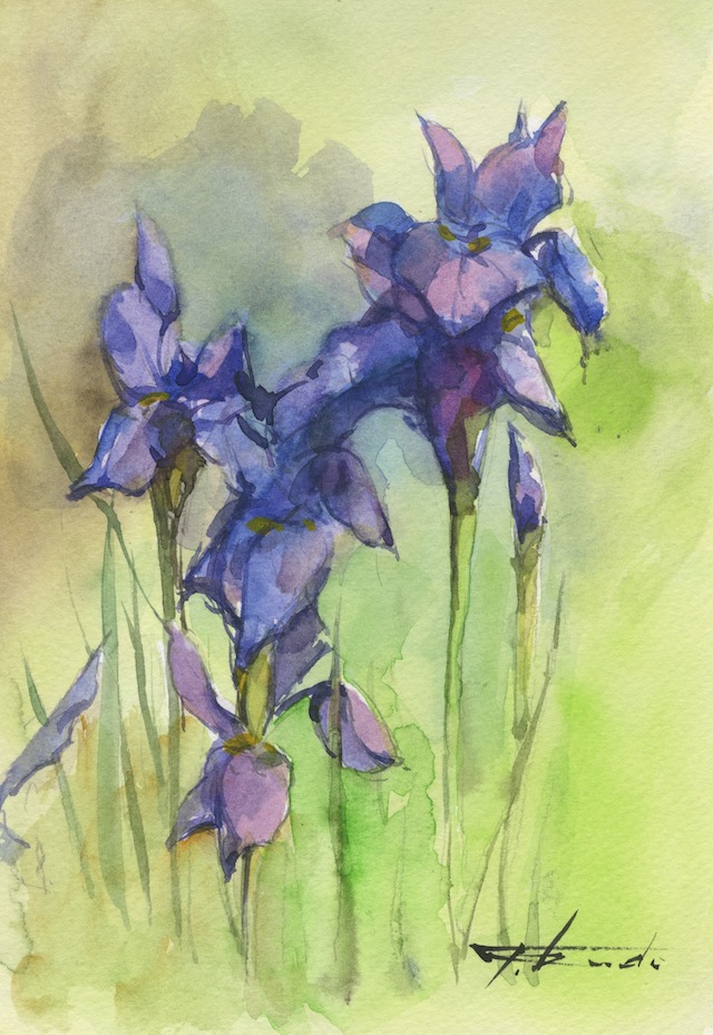 アヤメ : 水彩画 from いわて | BLOG