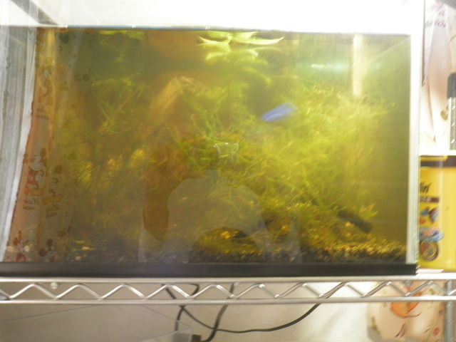 掃除終わった 熱帯魚 飼育日記
