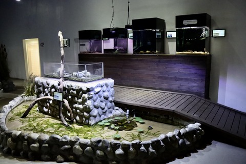 伊豆三津シー イモリ水槽-1