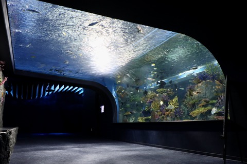 DMMかりゆし水族館-52
