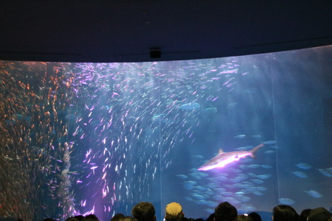 名古屋港水族館 シイラ-16