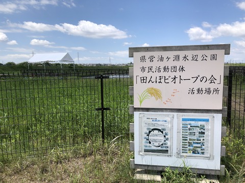 油ヶ淵水辺公園-8