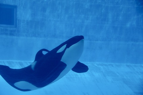 名古屋港 シャチのアース公開トレーニング-12