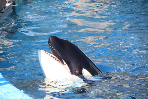 名古屋港シャチ-9