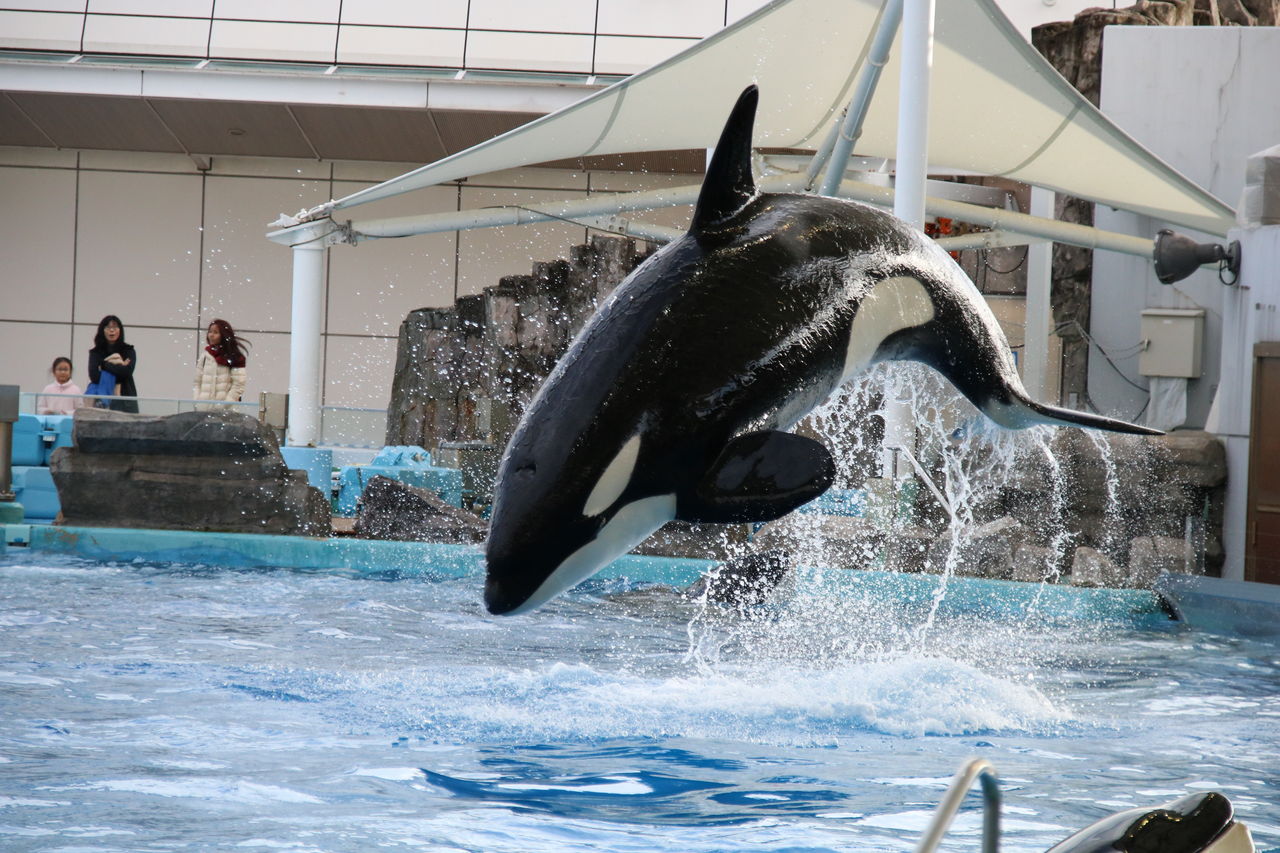 名古屋港水族館 シャチの公開トレーニング（ステラ・アース