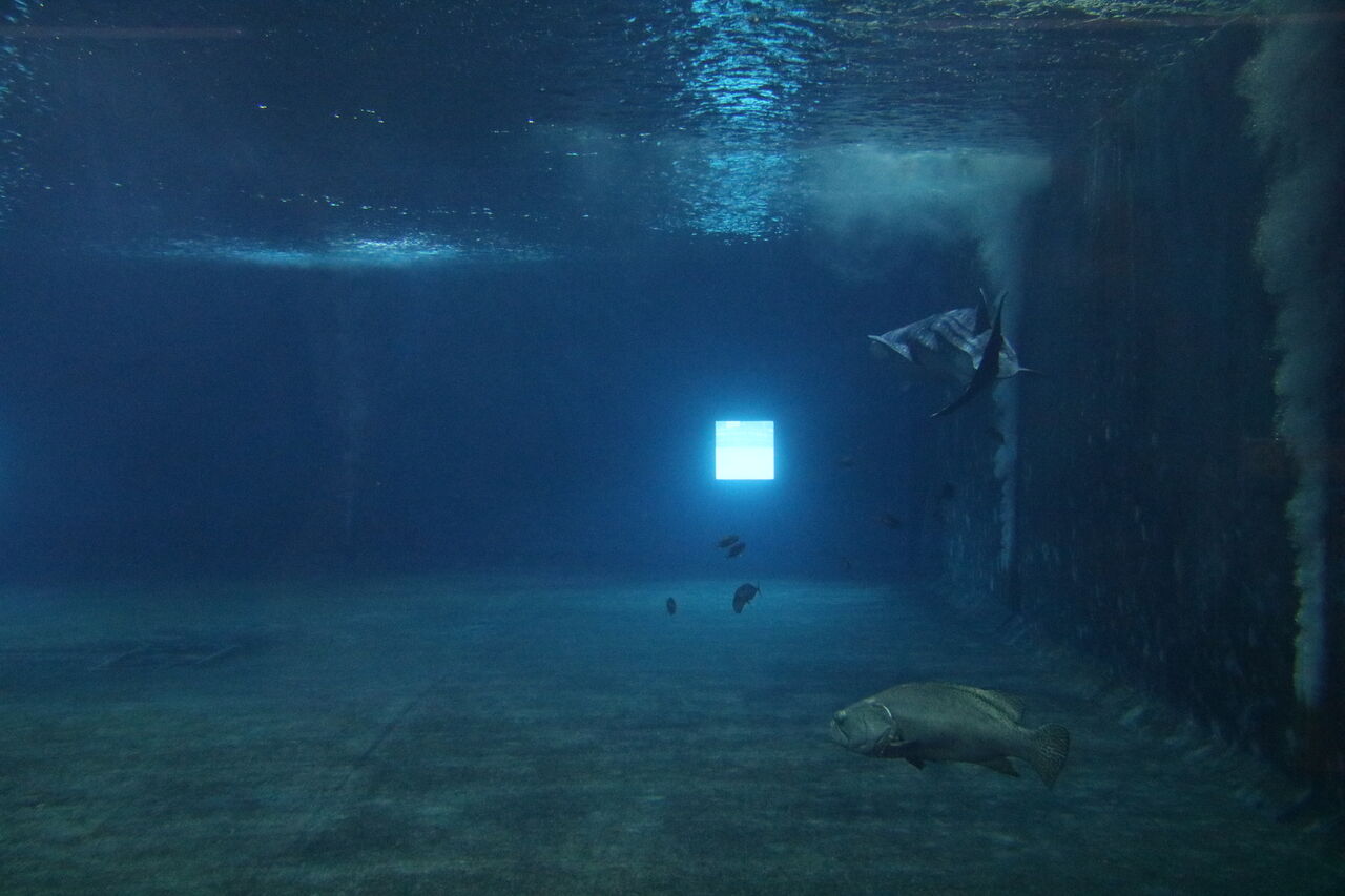 高知県 大阪海遊館 海洋生物研究所 以布利センター 主食は水族館です 高知県 大阪海遊館 海洋生物研究所 以布利センター 主食は水族館です
