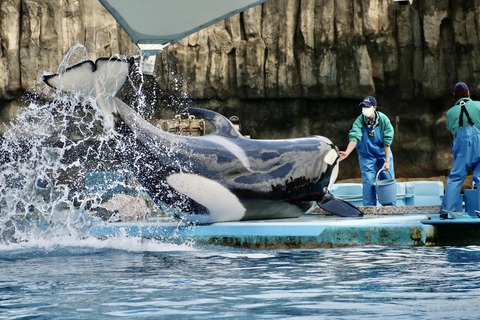 名古屋港水族館 リン 公開トレーニング-6