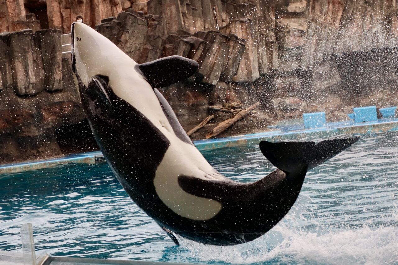 名古屋港水族館 シャチのリンの公開トレーニング 22年2月 主食は水族館です
