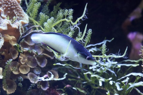 名古屋港水族館 南館水槽-6