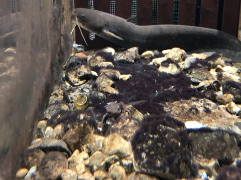 福井県海浜自然センター-15