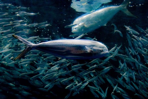 名古屋港水族館 シイラ-7
