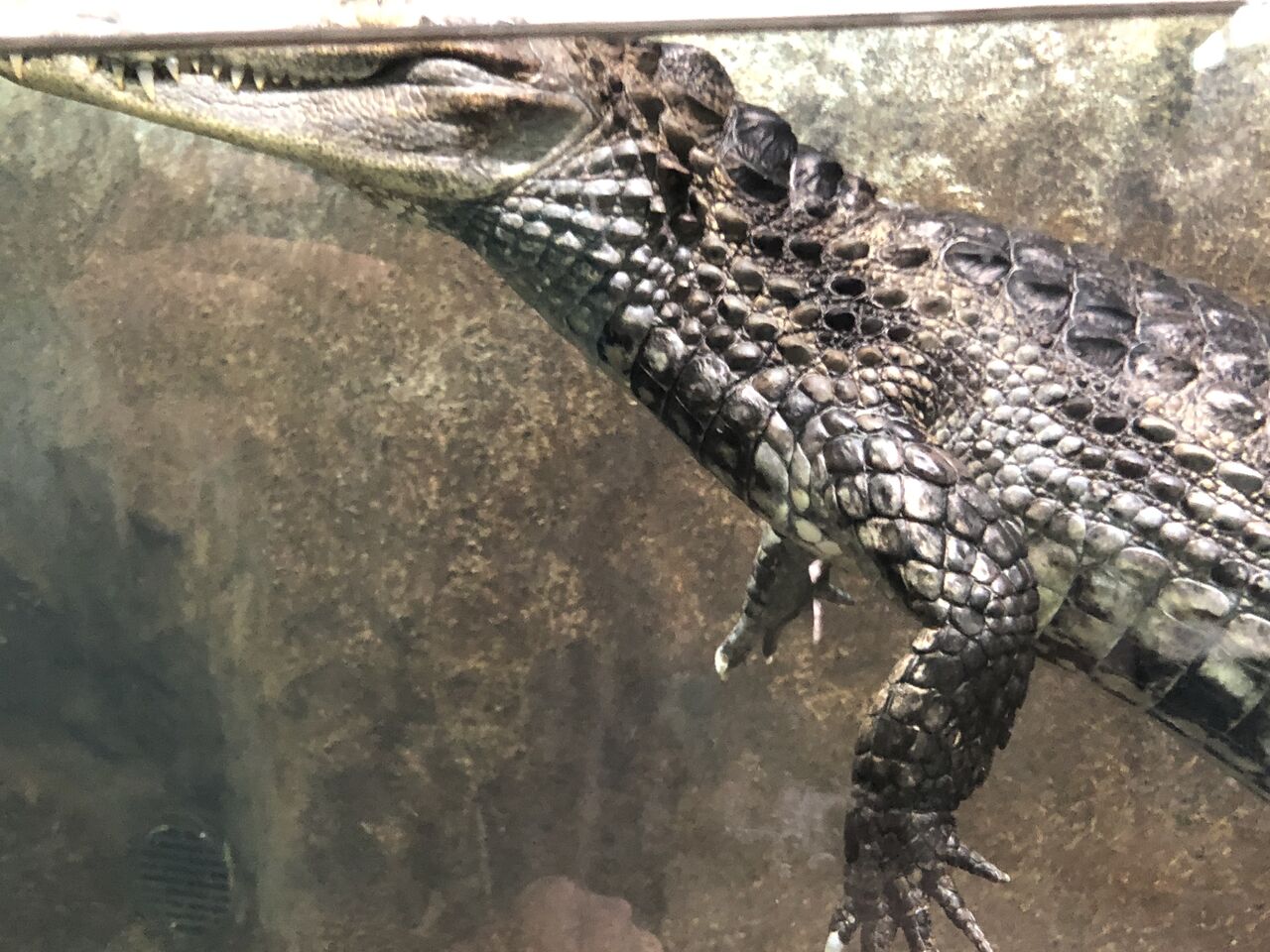 鹿児島県 平川動物公園 は虫類 夜行性動物館 主食は水族館です