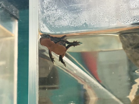 伊豆三津シー イモリ水槽-7