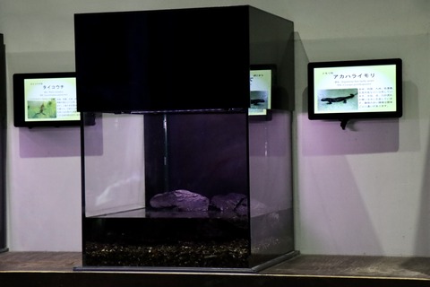 伊豆三津シー イモリ水槽-2