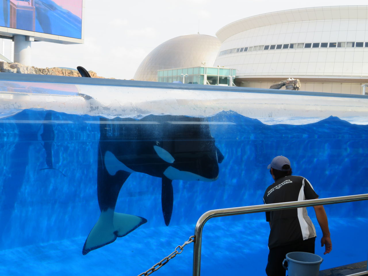 なぜ名古屋港水族館には愛称が無いのか 主食は水族館です なぜ名古屋港水族館には愛称が無いのか 主食は水族館です