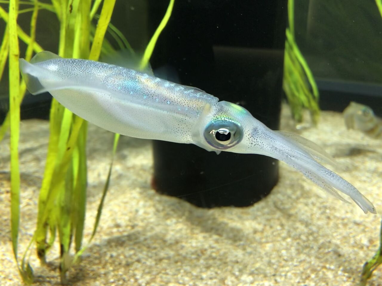 香川県 四国水族館 主食は水族館です