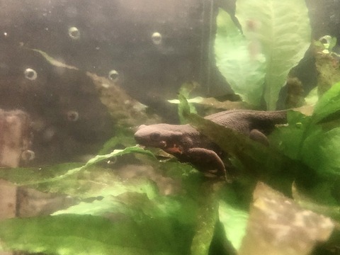 天王寺動物園 爬虫類生態館アイファー イモリ-6