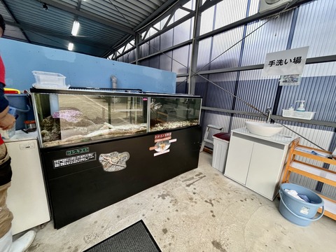 ドルフィンリゾート ウミガメプール-3