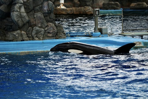 名古屋港水族館 リン 公開トレーニング-15